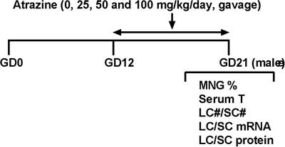 In utero Exposure to Atrazine Disrupts Rat Fetal Testis Development